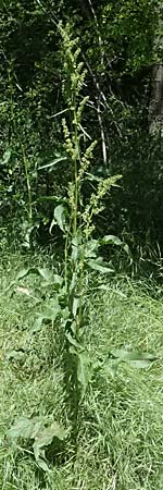 Rumex patientia \ Garten-Ampfer / Garden Dock, Patience Dock, A Hainburg 10.5.2025