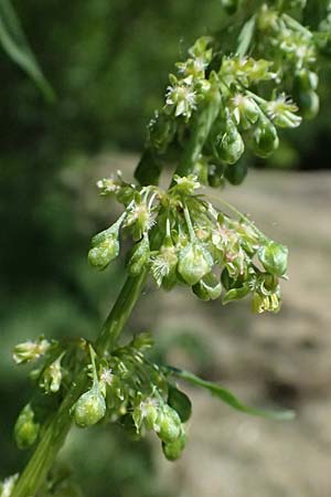 Rumex patientia \ Garten-Ampfer / Garden Dock, Patience Dock, A Hainburg 10.5.2025