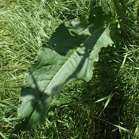 Rumex patientia \ Garten-Ampfer / Garden Dock, Patience Dock, A Hainburg 10.5.2025
