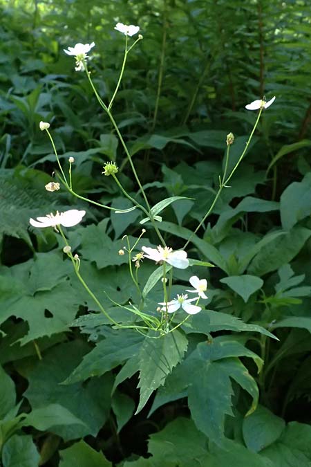 Ranunculus platanifolius \ Platanenblttriger Hahnenfu / Large White Buttercup, A Krimml 1.7.2025