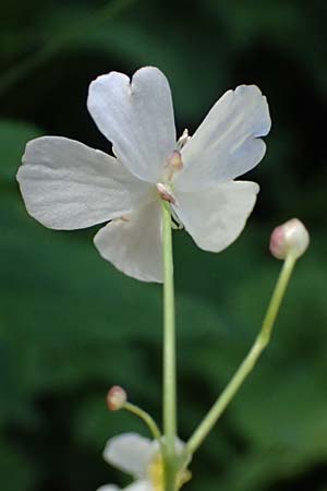 Ranunculus platanifolius \ Platanenblttriger Hahnenfu / Large White Buttercup, A Krimml 1.7.2025