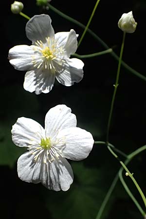 Ranunculus platanifolius \ Platanenblttriger Hahnenfu / Large White Buttercup, A Krimml 1.7.2025