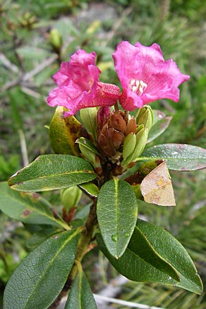 Rhododendron ferrugineum \ Rostblttrige Alpenrose / Alpenrose, A Malta - Tal / Valley 7.6.2008