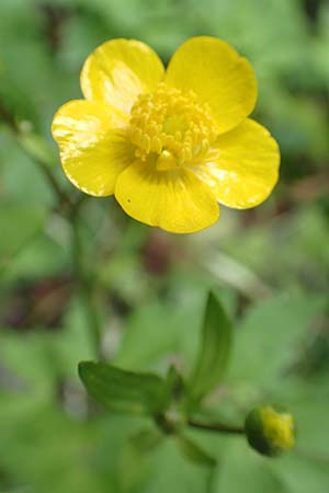 Ranunculus repens \ Kriechender Hahnenfu / Creeping Buttercup, A Kärnten/Carinthia, St. Paul im Lavanttal 16.5.2016
