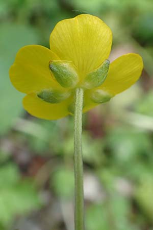 Ranunculus repens \ Kriechender Hahnenfu / Creeping Buttercup, A Kärnten/Carinthia, St. Paul im Lavanttal 16.5.2016