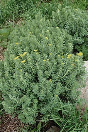Rhodiola rosea \ Rosenwurz / Golden Root, Roseroot, A Pusterwald, Eiskar 1.7.2019