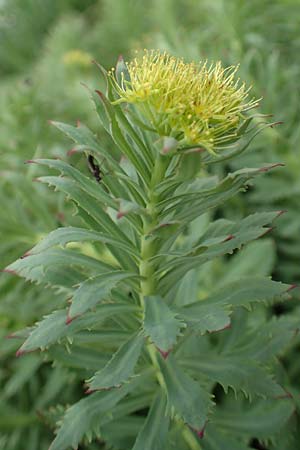 Rhodiola rosea \ Rosenwurz / Golden Root, Roseroot, A Pusterwald, Eiskar 1.7.2019
