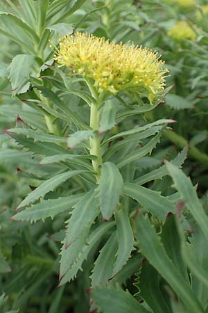 Rhodiola rosea \ Rosenwurz / Golden Root, Roseroot, A Pusterwald, Eiskar 1.7.2019