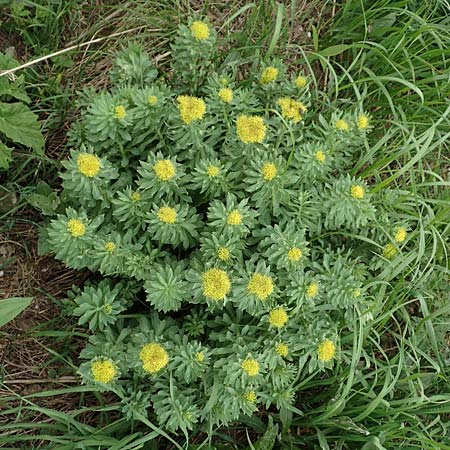 Rhodiola rosea \ Rosenwurz / Golden Root, Roseroot, A Pusterwald, Eiskar 1.7.2019