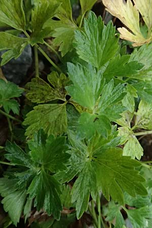 Ranunculus repens \ Kriechender Hahnenfu� / Creeping Buttercup, A Wald am Schoberpass 18.8.2026