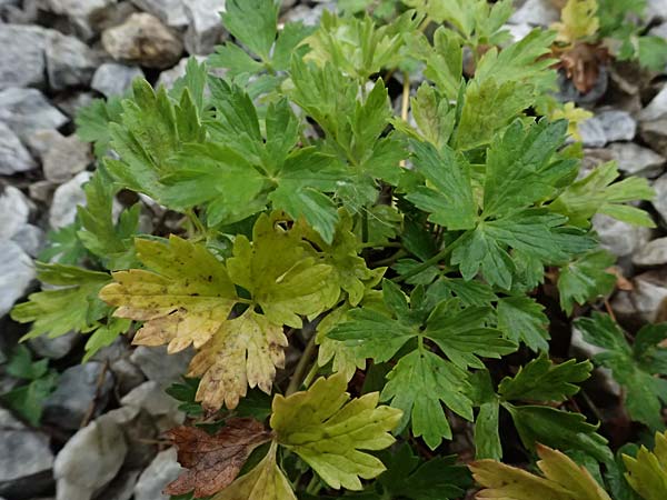 Ranunculus repens \ Kriechender Hahnenfu� / Creeping Buttercup, A Wald am Schoberpass 18.8.2026