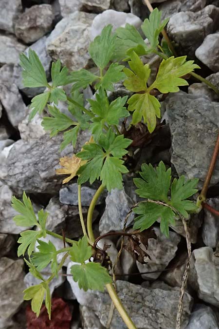Ranunculus repens \ Kriechender Hahnenfu� / Creeping Buttercup, A Wald am Schoberpass 18.8.2026