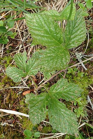 Rubus saxatilis \ Steinbeere / Stone Bramble, A Schneealpe 30.6.2020