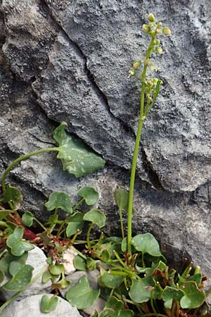 Rumex scutatus \ Schild-Ampfer / French Sorrel, A Dachstein, Auretskar 7.7.2020