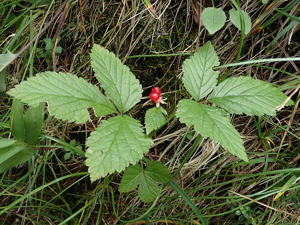 Rubus saxatilis \ Steinbeere / Stone Bramble, A Windischgarsten 30.7.2021