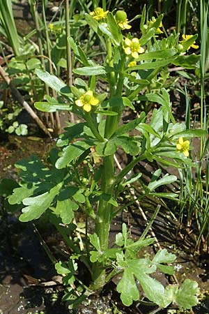 Ranunculus sceleratus \ Gift-Hahnenfu / Celery-Leaved Buttercup, A Seewinkel, Podersdorf 10.5.2022