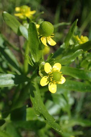 Ranunculus sceleratus \ Gift-Hahnenfu / Celery-Leaved Buttercup, A Seewinkel, Podersdorf 10.5.2022