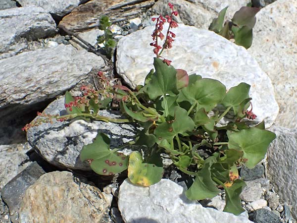 Rumex scutatus \ Schild-Ampfer / French Sorrel, A Krimml 1.7.2025