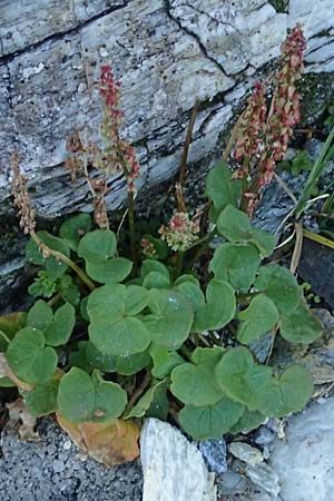 Rumex scutatus \ Schild-Ampfer / French Sorrel, A Großglockner 11.8.2025