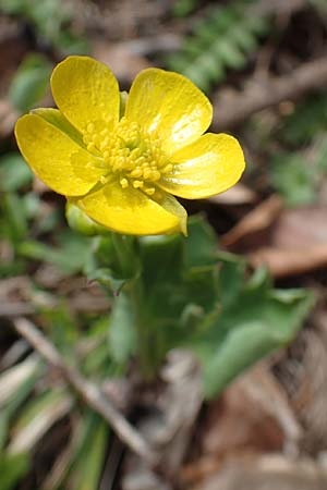 Ranunculus hybridus \ Nierenblttriger Hahnenfu / Hybrid Buttercup, A Kärnten/Carinthia, Hochstuhl 17.5.2016