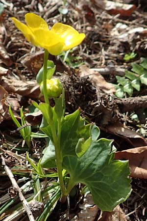 Ranunculus hybridus \ Nierenblttriger Hahnenfu / Hybrid Buttercup, A Kärnten/Carinthia, Hochstuhl 17.5.2016