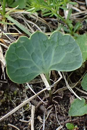 Ranunculus thora \ Schildblttriger Hahnenfu / Thora Buttercup, A Trenchtling 6.7.2024