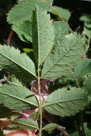 Rosa pendulina \ Alpen-Heckenrose / Alpine Rose, A Kärnten/Carinthia, Koralpe 3.7.2022