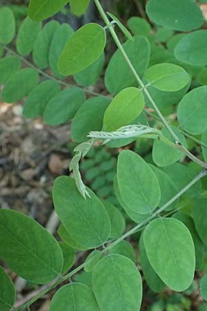 Robinia viscosa \ Klebrige Robinie / Clammy Locust, A Bad Blumau 16.6.2026