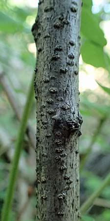 Robinia viscosa \ Klebrige Robinie / Clammy Locust, A Bad Blumau 16.6.2026