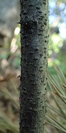 Robinia viscosa \ Klebrige Robinie / Clammy Locust, A Bad Blumau 16.6.2026