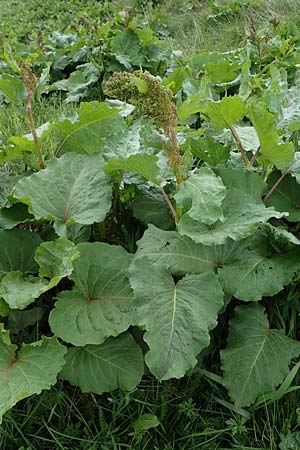 Rumex alpinus \ Alpen-Ampfer / Alpine Dock, Monk's Rhubarb, A Pölstal-Oberzeiring 26.6.2021