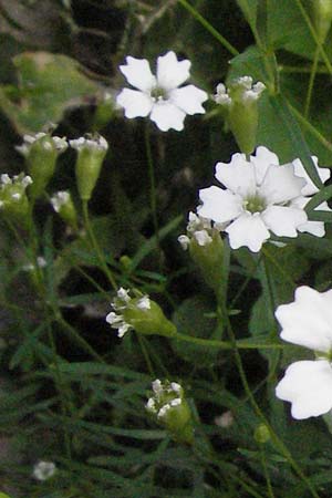 Silene pusilla \ Vierzhniger Strahlensame, Kleines Leimkraut / Alpine Catchfly, A Kärnten/Carinthia, Petzen 21.7.2007