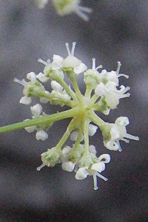 Seseli austriacum \ &Ouml;sterreicher Bergfenchel, &Ouml;sterreicher Sesel / Austrian Seseli, A Klaus 14.7.2007