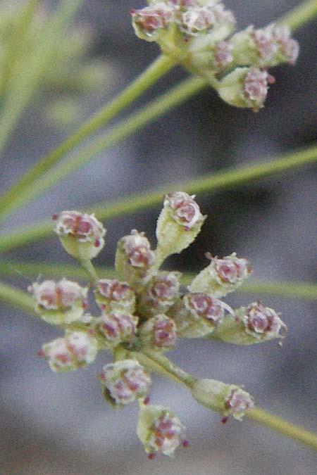 Seseli austriacum \ &Ouml;sterreicher Bergfenchel, &Ouml;sterreicher Sesel / Austrian Seseli, A Klaus 14.7.2007