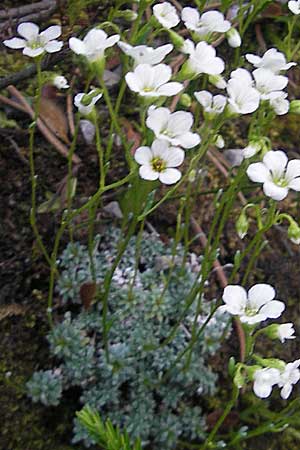 Saxifraga caesia \ Blaugrner Steinbrech / Grey Saxifrage, A Hahntennjoch 16.7.2010