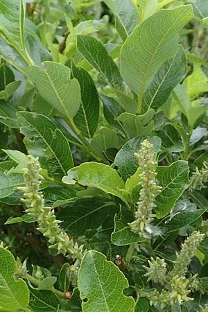 Salix waldsteiniana \ Waldsteins Weide, Bumchen-Weide / Waldstein's Willow, A Pusterwald, Eiskar 1.7.2019