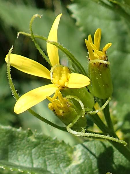 Senecio hercynicus \ Hain-Greiskraut, Harz-Greiskraut / Mountain Woundwort, A Nockalmstraße Windebensee 10.7.2019