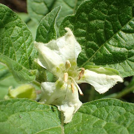 Physalis alkekengi \ Judenkirsche, Lampionblume / Japanese Lantern, Bladder Cherry, A Weikersdorf am Steinfeld 2.7.2020