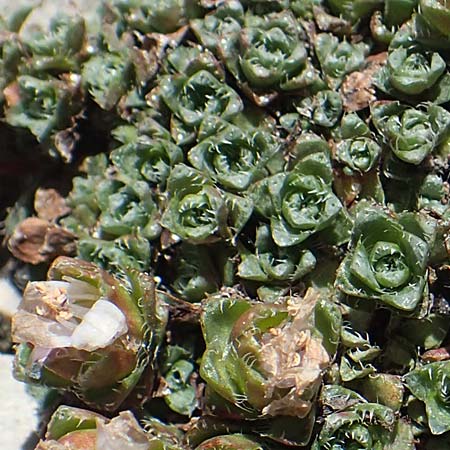 Saxifraga oppositifolia subsp. blepharophylla \ Wimperblttriger Steinbrech / Ciliary-Leaved Saxifrage, A Dachstein 10.7.2020