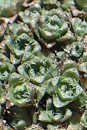Saxifraga oppositifolia subsp. blepharophylla \ Wimperblttriger Steinbrech / Ciliary-Leaved Saxifrage, A Dachstein 10.7.2020