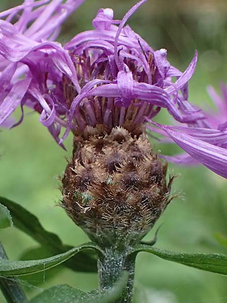 Centaurea macroptilon \ Federige Wiesen-Flockenblume / Feathery Brown Knapweed, A Deutschlandsberger Klause 30.6.2022