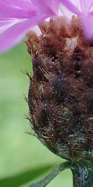 Centaurea macroptilon \ Federige Wiesen-Flockenblume / Feathery Brown Knapweed, A Deutschlandsberger Klause 30.6.2022