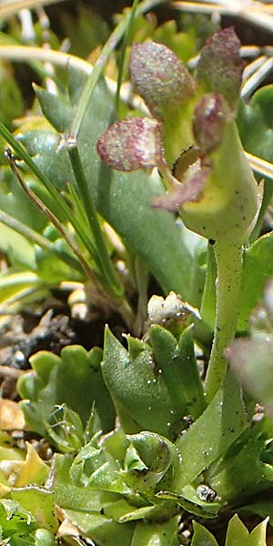 Saxifraga adscendens \ Aufsteigender Steinbrech / Saxifrage, A Kärnten/Carinthia, Koralpe 1.7.2022