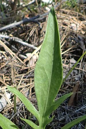 Centaurea sadleriana \ Sadler-Flockenblume / Sadler's Knapweed, A Bad Vöslau 7.7.2023