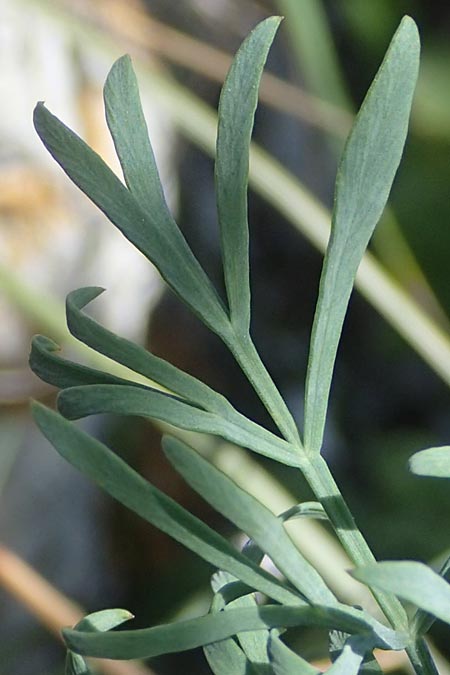 Seseli osseum \ Meergrner Bergfenchel, Knochenharter Bergfenchel / Bony Seseli, A Hainburg 8.7.2023
