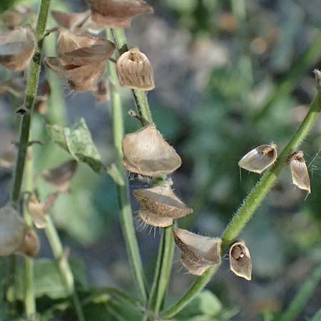 Scutellaria altissima \ Hohes Helmkraut / Tall Skullcap, A Bisamberg 15.8.2026