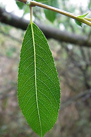 Salix triandra \ Mandel-Weide / Almond Willow, A Bregenz 5.5.2007