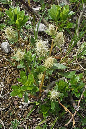 Salix waldsteiniana \ Waldsteins Weide, Bumchen-Weide / Waldstein's Willow, A Hahntennjoch 27.5.2007