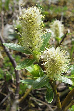 Salix waldsteiniana \ Waldsteins Weide, Bumchen-Weide / Waldstein's Willow, A Hahntennjoch 27.5.2007