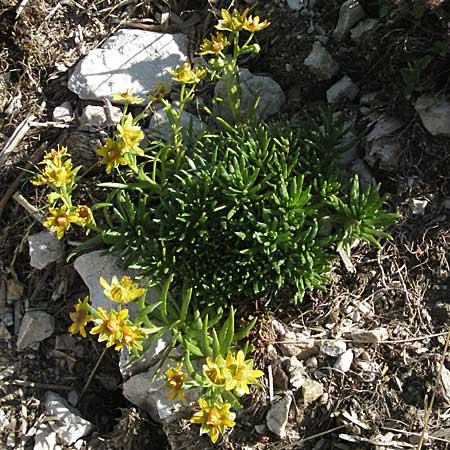 Saxifraga aizoides \ Fetthennen-Steinbrech / Yellow Mountain Saxifrage, A Kärnten/Carinthia, Petzen 21.7.2007